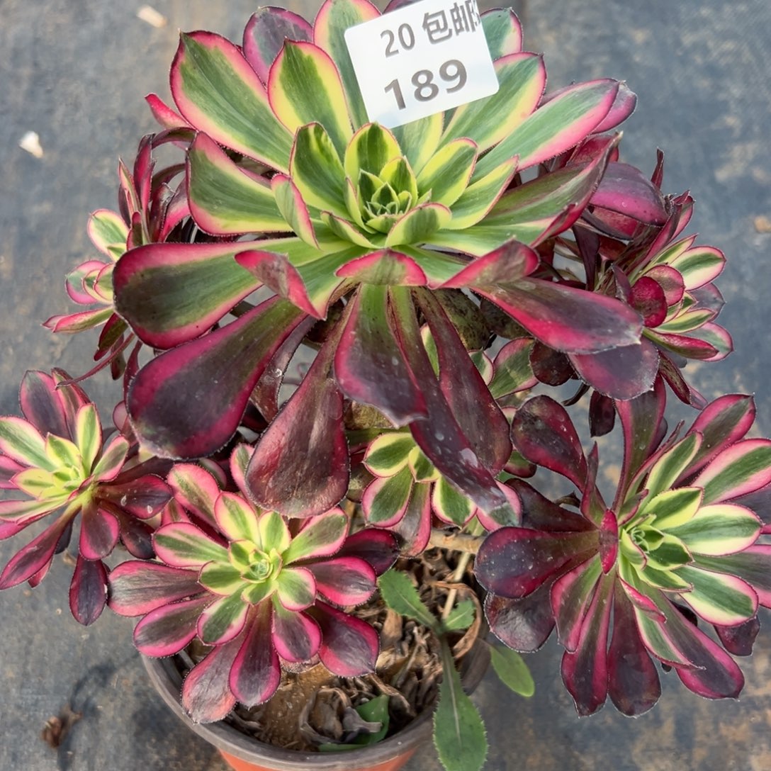 189爱马仕，满20包邮嘟叮熊