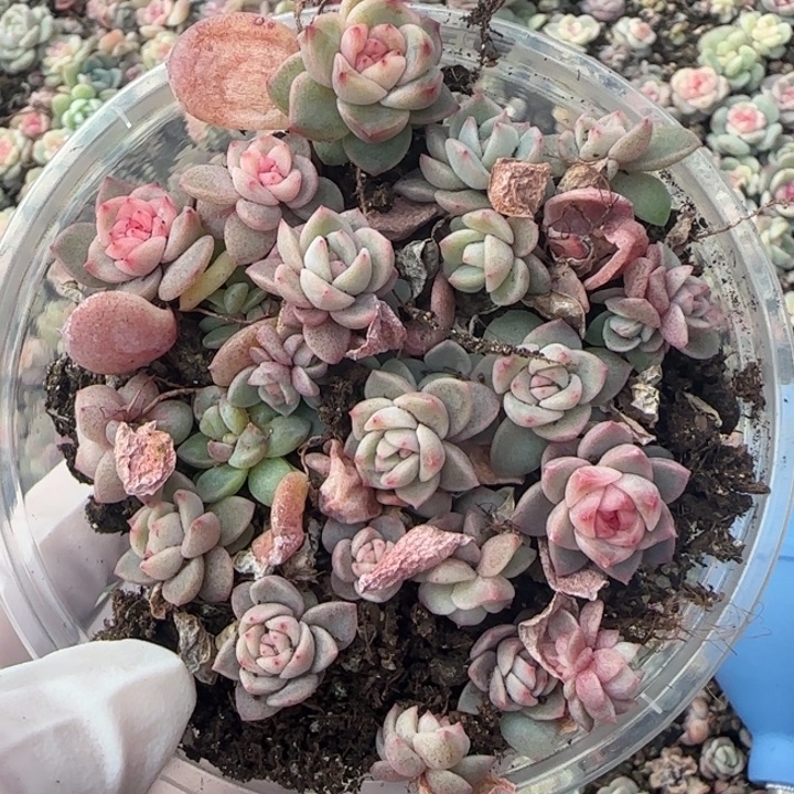 19 王者系列多肉一盒