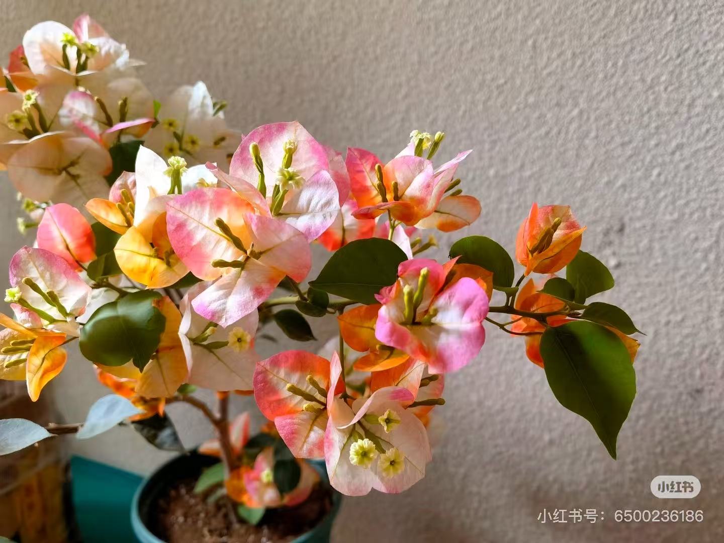 【凤凰】三角梅四季勤花可爬藤庭院种植