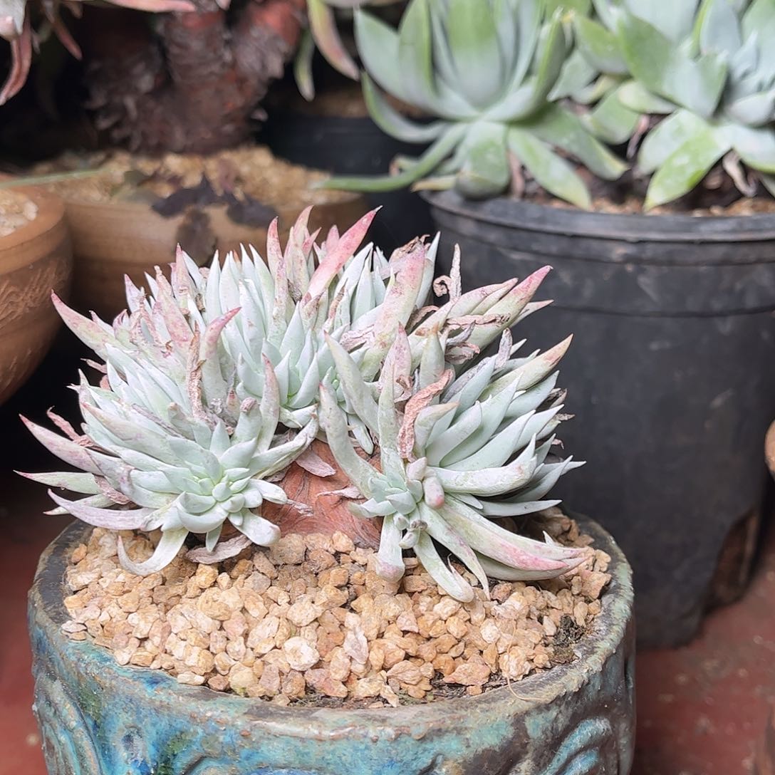 2505奴婢仙女杯多肉