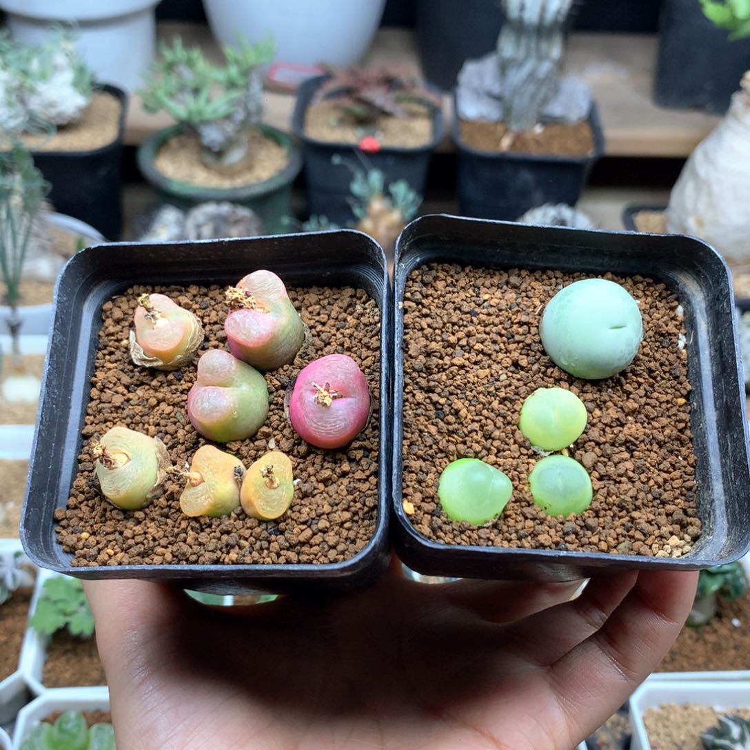 肉锥母本带盆多肉 