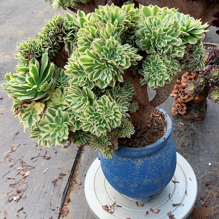 碧玉朵朵脱土发货