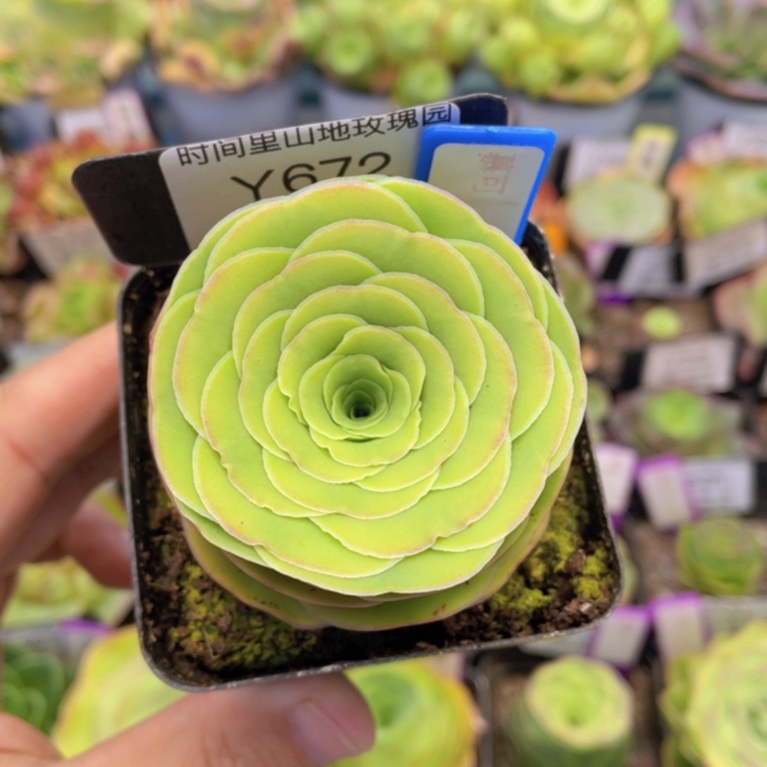 慕可 多肉672一物一拍