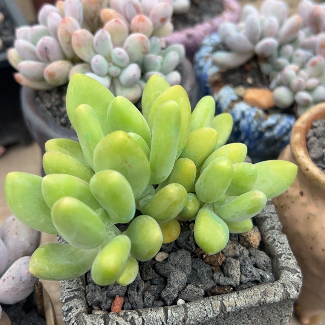 多肉植物多肉植物