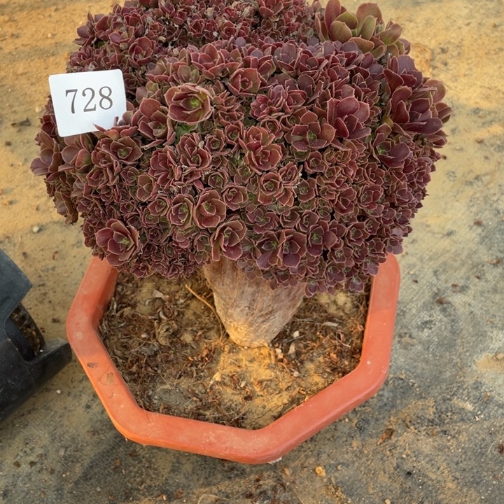 728号玫瑰法师微暇朵朵