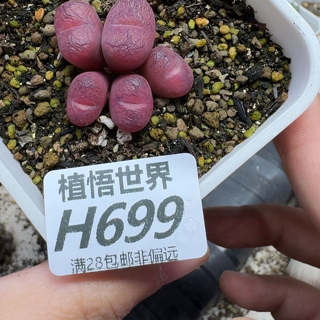 b***u多肉植物的润泽ghnj