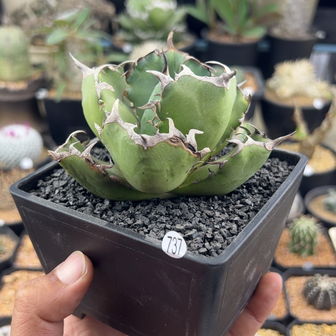 黑鲸龙舌兰一物一拍737