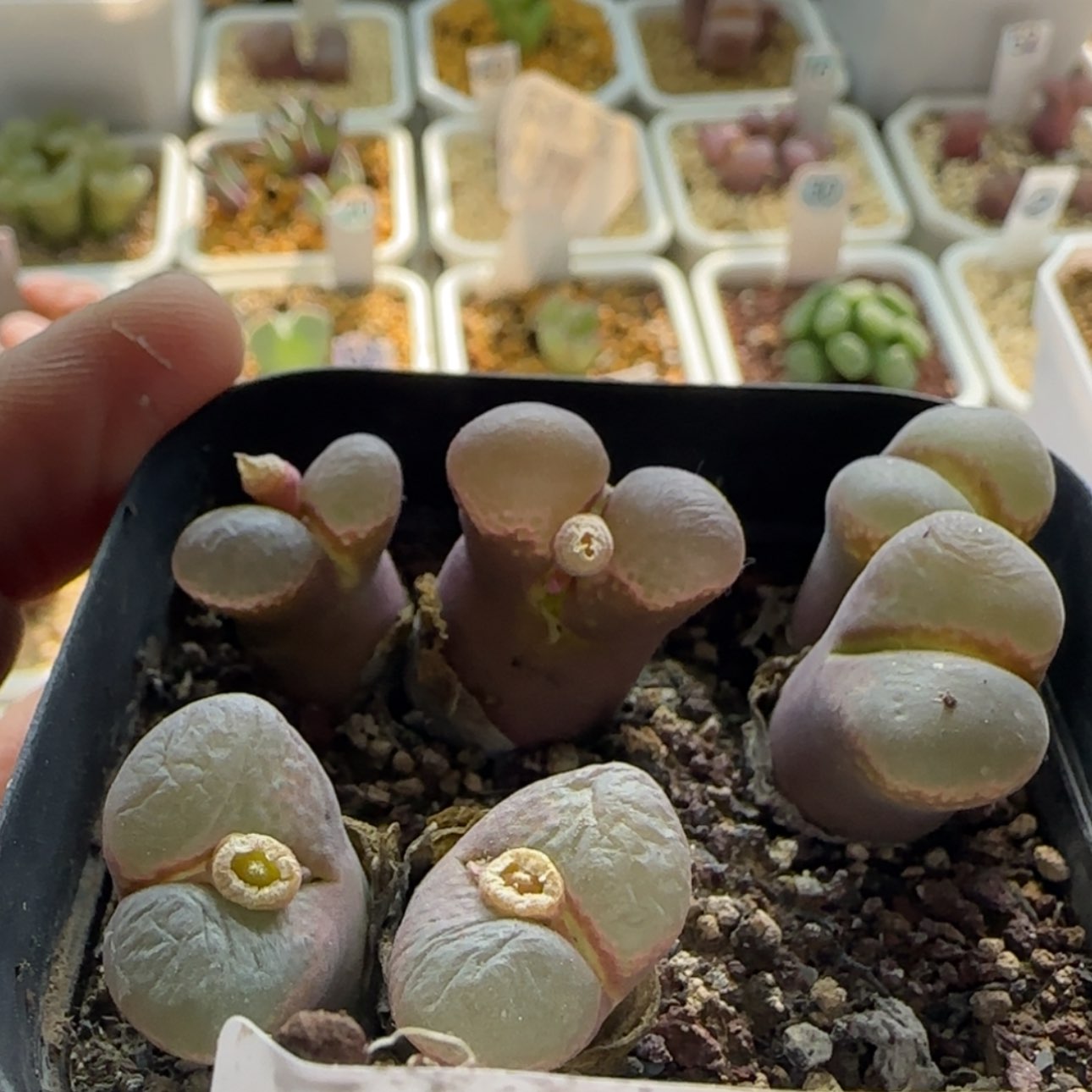 【闪购商品】1046风铃福利疤当天28包邮非偏远