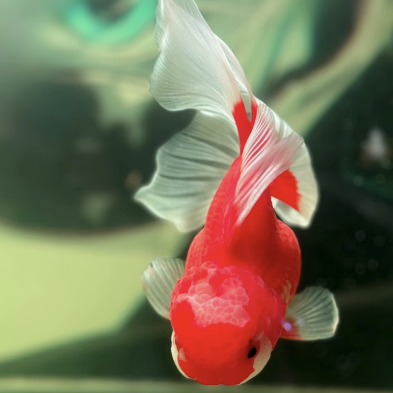 直播间专用 泰狮 具体大小以直播间为准