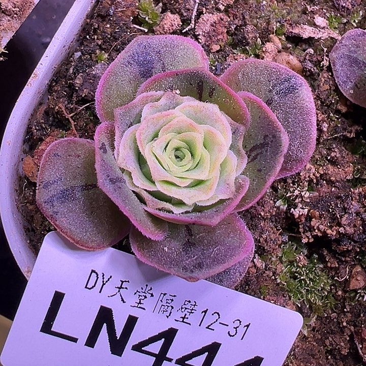 露妮444蕾丝揽月X揽月单头