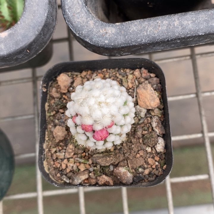 伯克利和格蕾纳等著名音乐