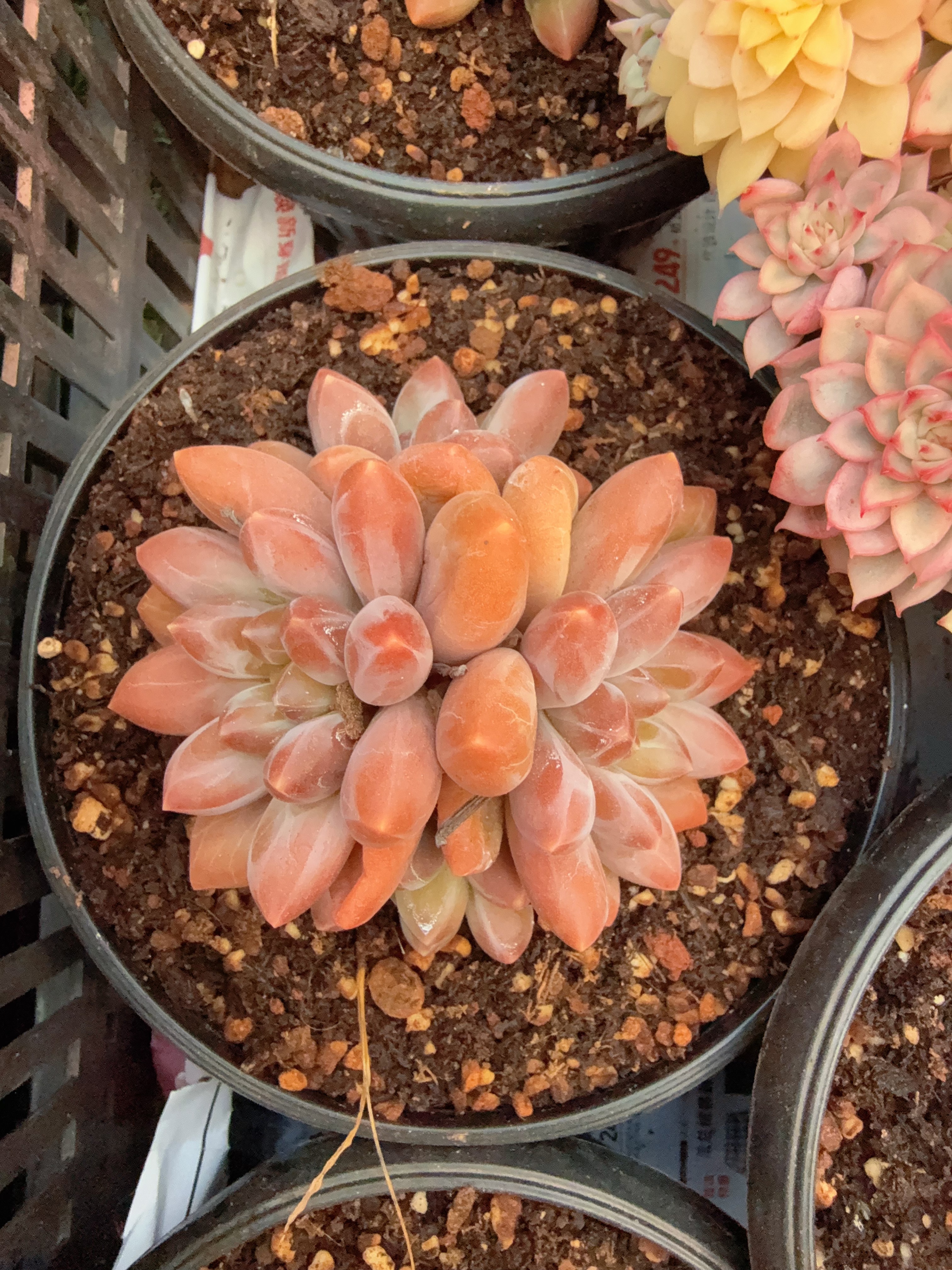 160#多头芭蕉美人（7-9cm）多肉脱土