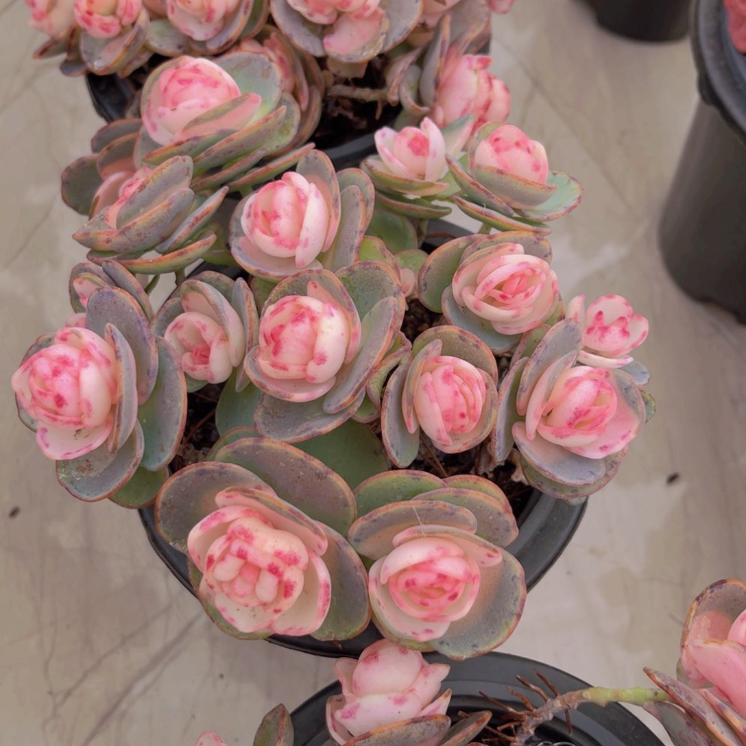 粉贝壳1颗多肉植物