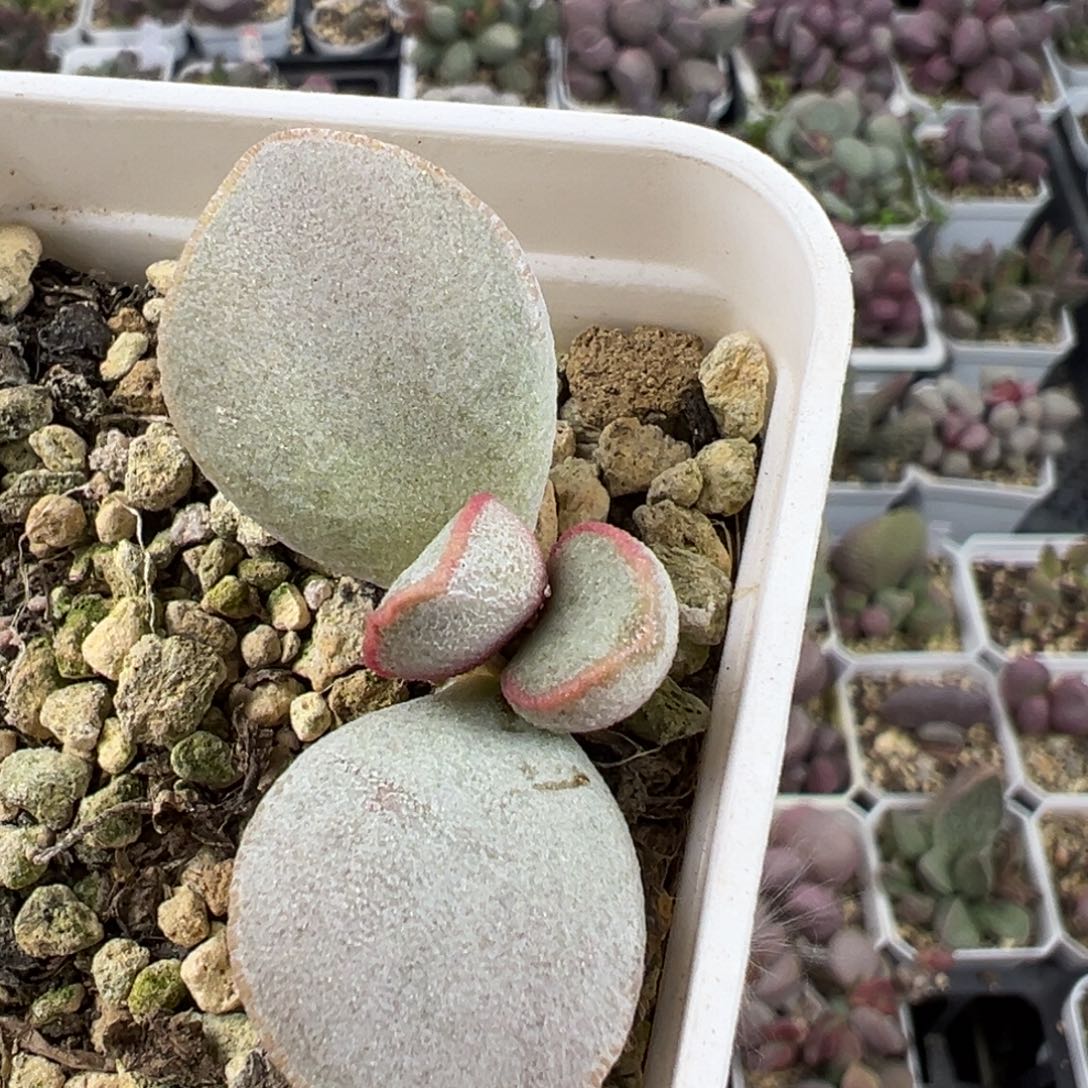 白月光单头纯木质桩多肉植物水泡