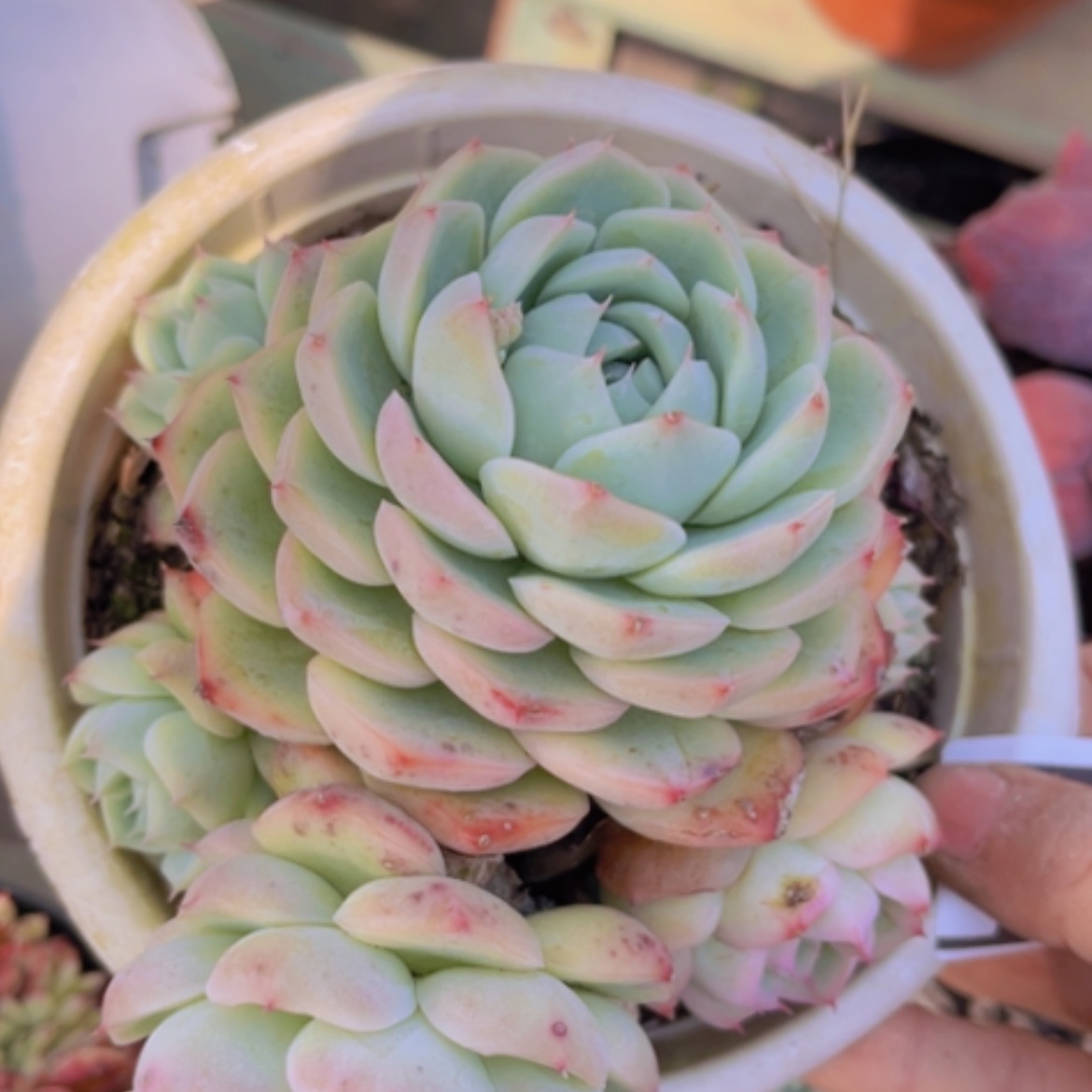 【闪购商品】粉水晶12198