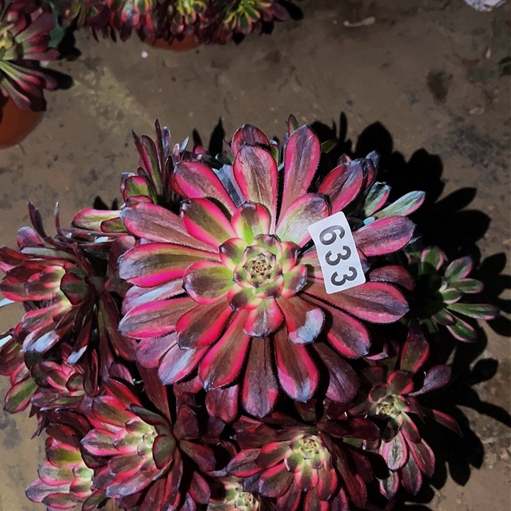 633红金刚多肉植物处理不售后