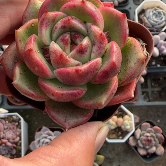 130水晶玫瑰多肉植物多