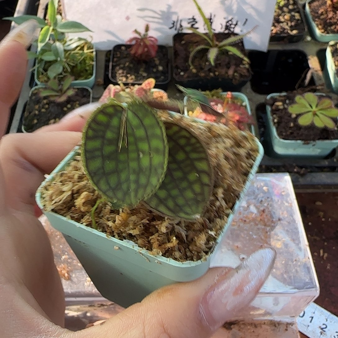 无花朵南美丽斑兰