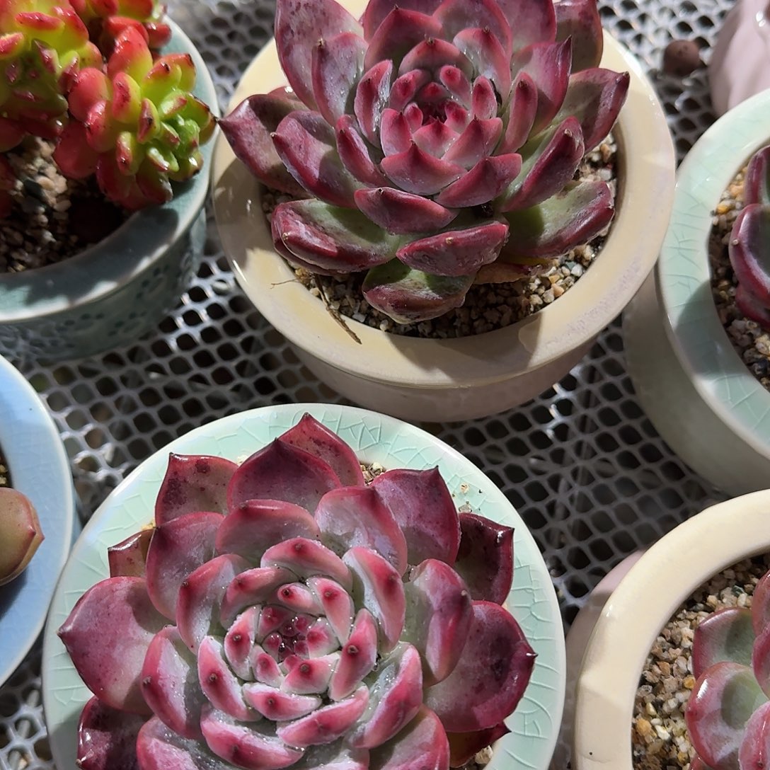 原卡多肉植物精品