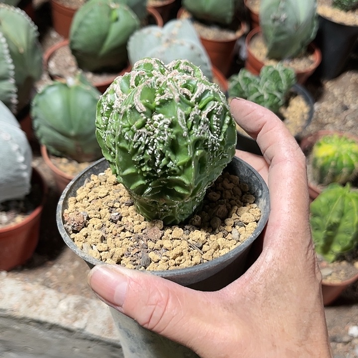 全部花朵飞**宙111111111111
