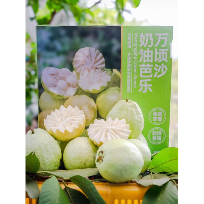 【礼盒装】特级出口7A果王 正宗奶油芭乐 南沙万顷沙产区 现摘现发