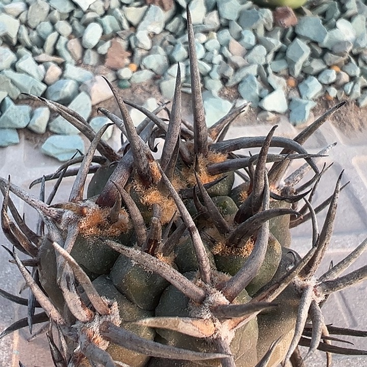 守金摩天龙。 牛角纹基因。苗接落地。 