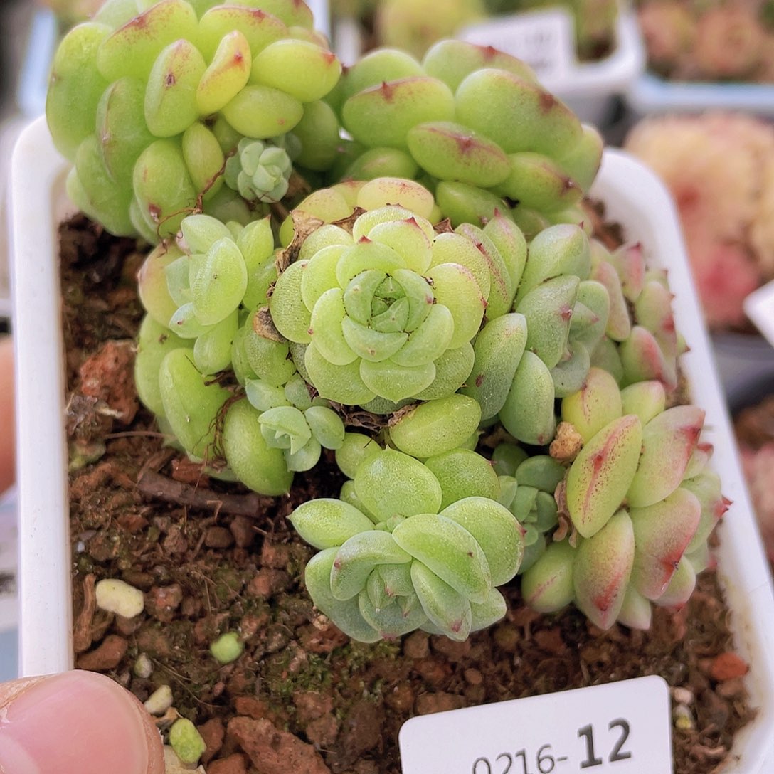 000000000000012量拍