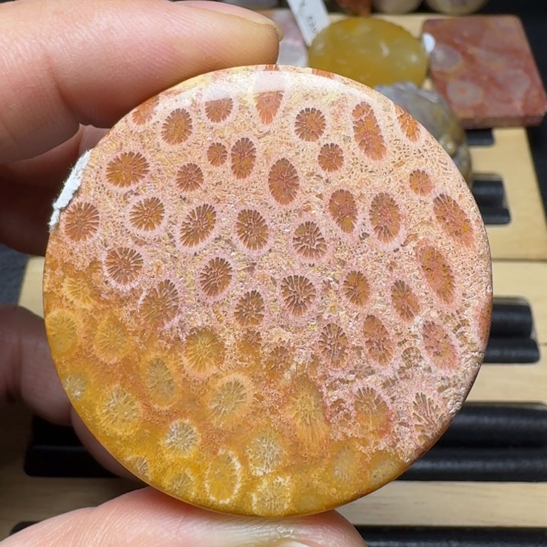 硅化珊瑚（珊瑚玉）纯天然色有机玉石手镯芯未镶嵌