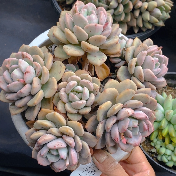 夏悦多肉0210-130白鹭