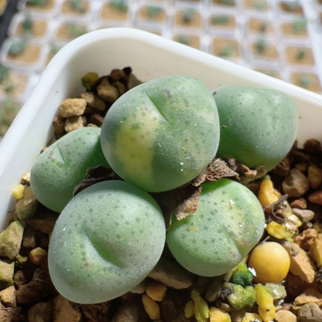 脱土发货...............