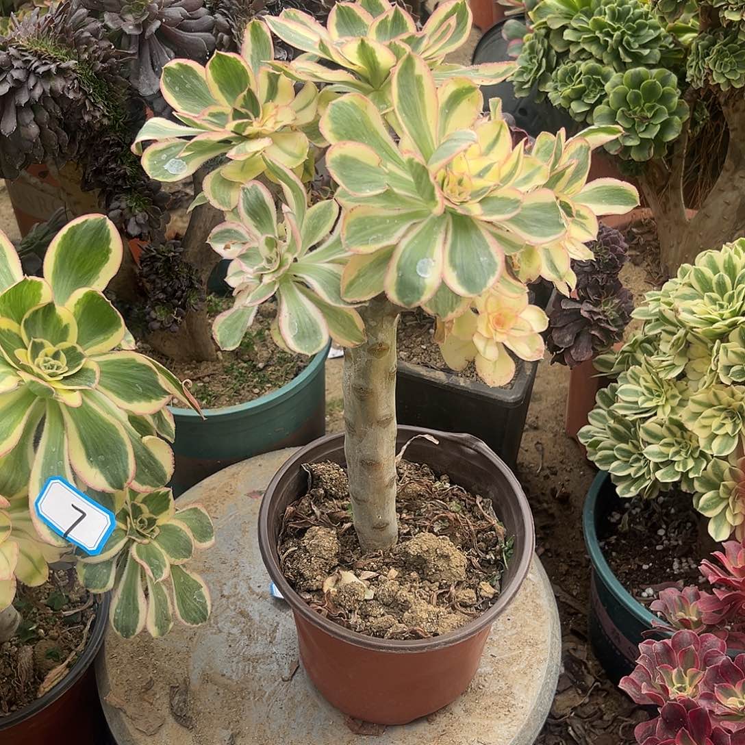 10燕姿无主头法师多肉植物