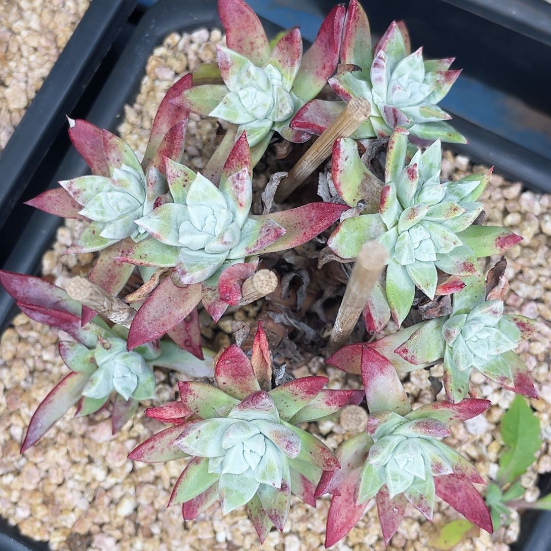 苹果叶刘丹特价不售后0421