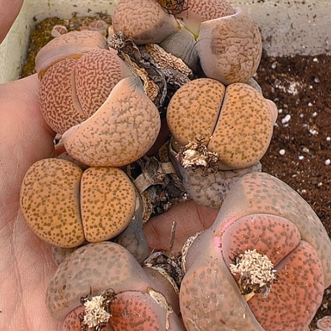 20176团团圆圆呀呀