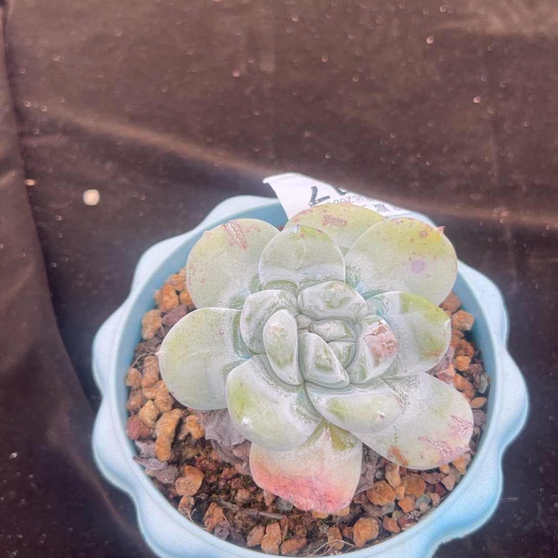 拇指杂～胖嘟嘟117