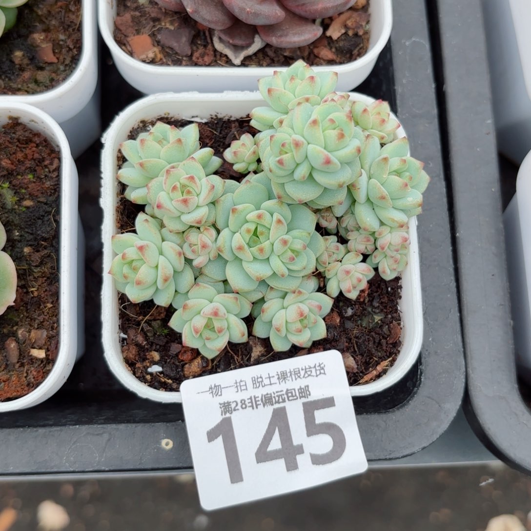 蕉糖精灵无盆土发货