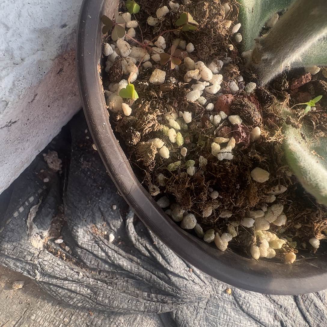 简***美土多肉植物多肉植物
