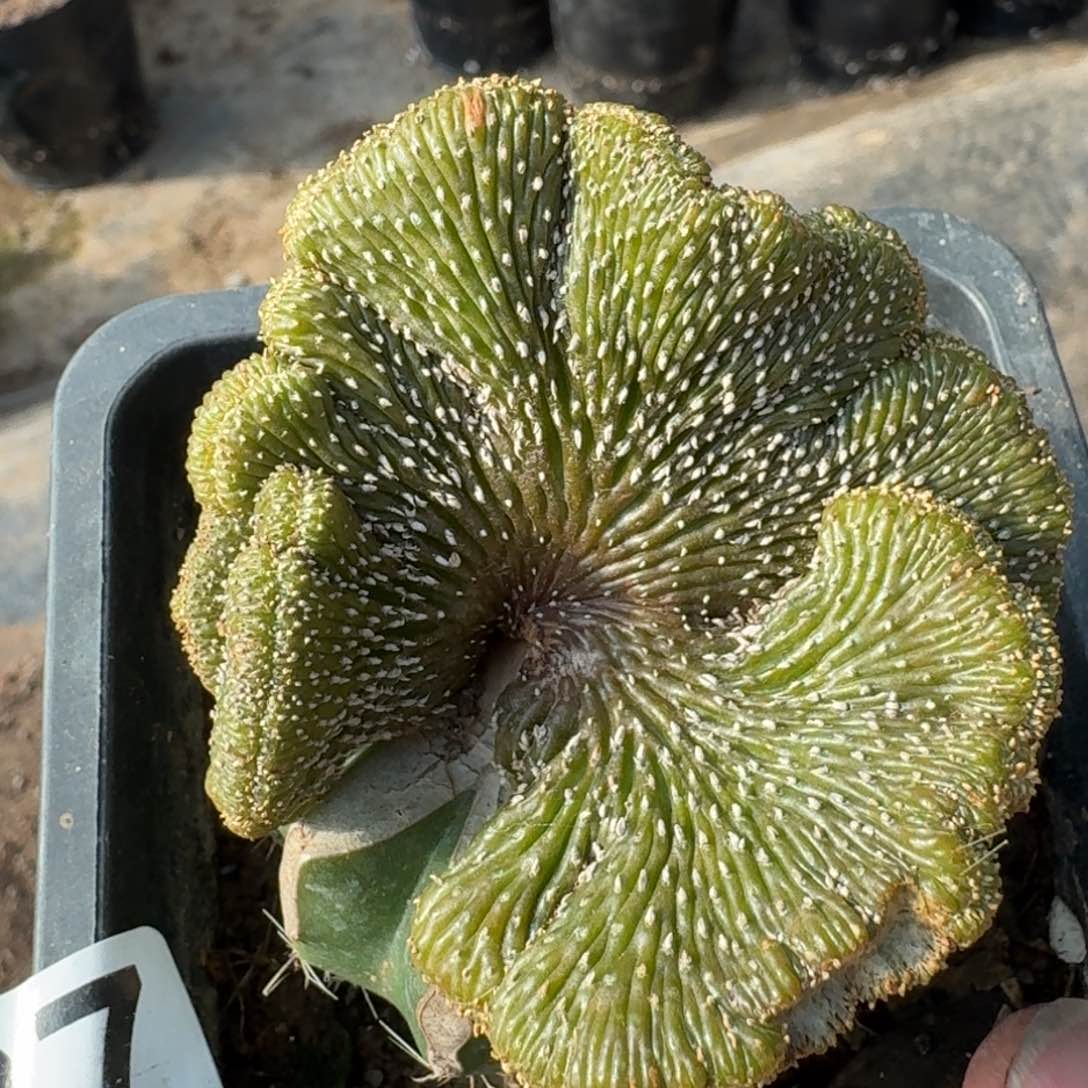 【闪购商品】薄叶花笼坠化837