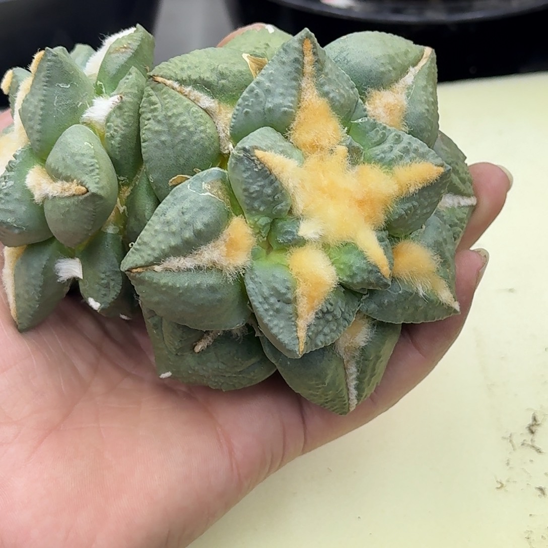 自根中筋短宽尤牡丹，暂未开根