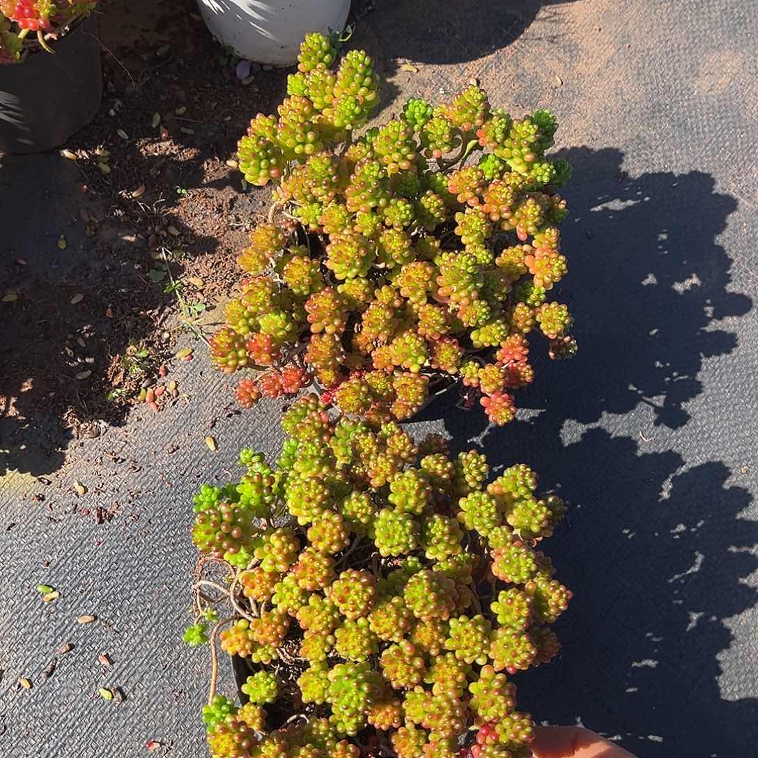 浆果2颗9.99多肉植物