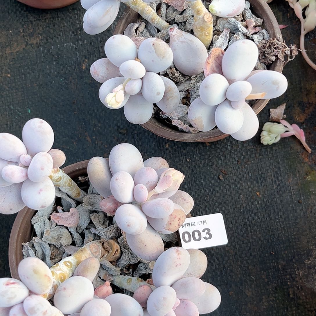 阿雅园艺。       003