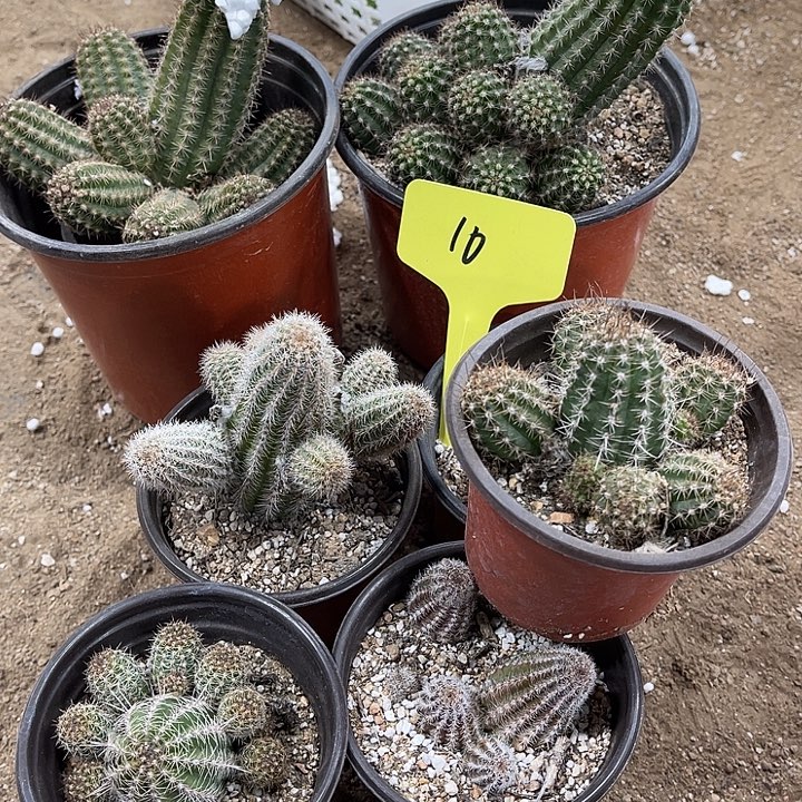 红花，黄金，五个小盆10号不包破损