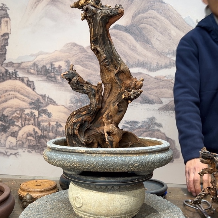 王***6无花朵金丝红木羊蹄甲