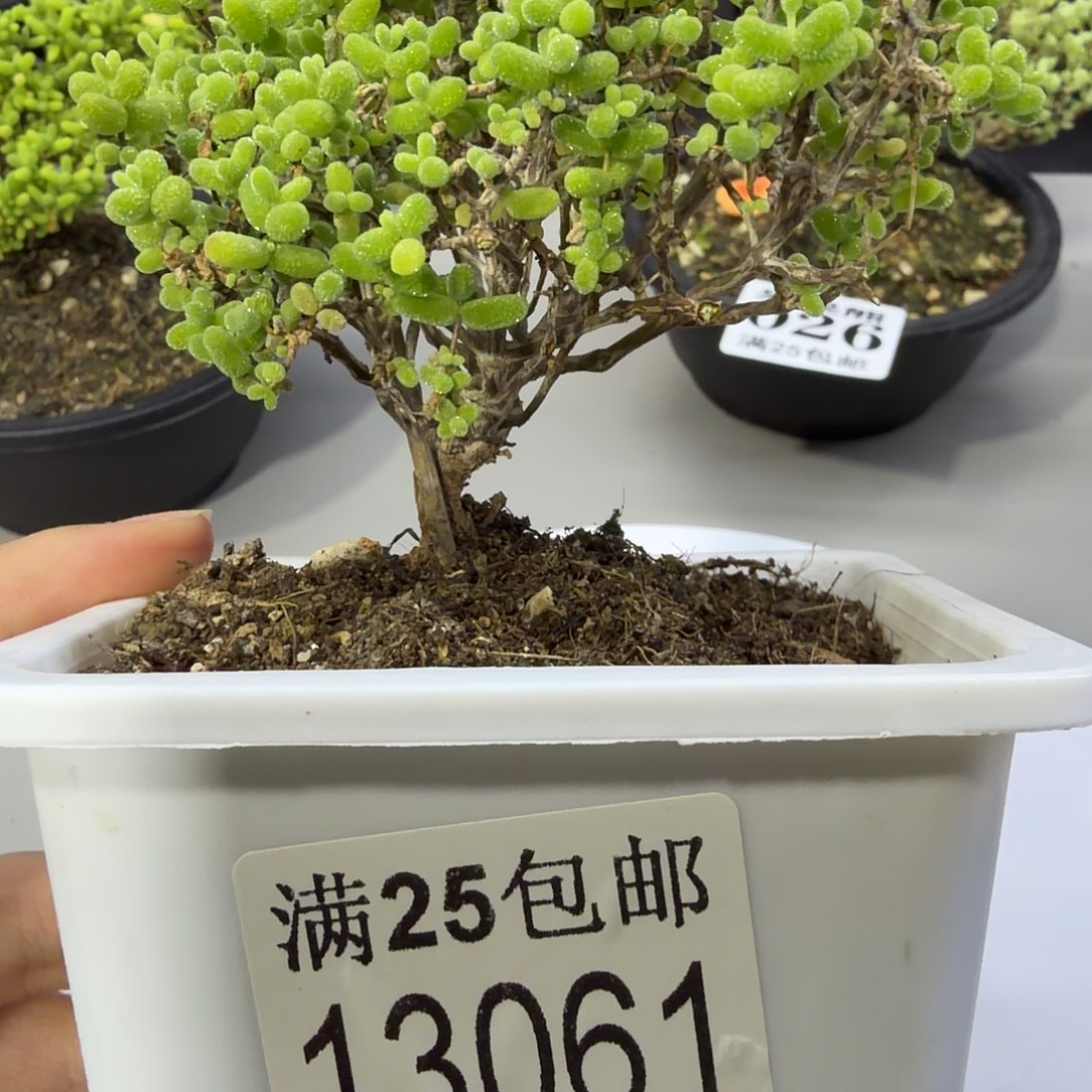 闪电购花卉园艺13061