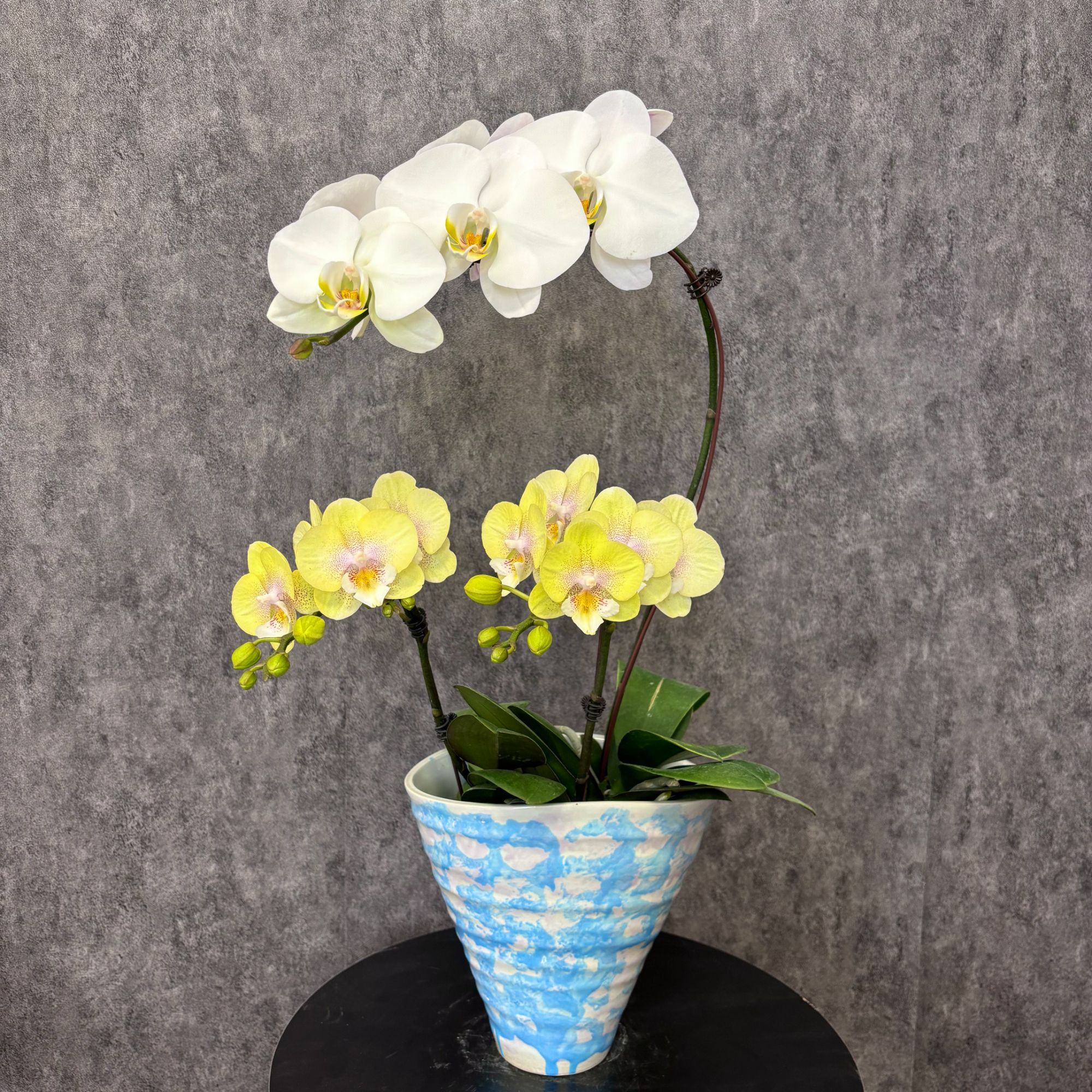 【艺术组合-蝴蝶兰】现代简约风 轻奢风 鲜花 送礼装饰 室内观赏花