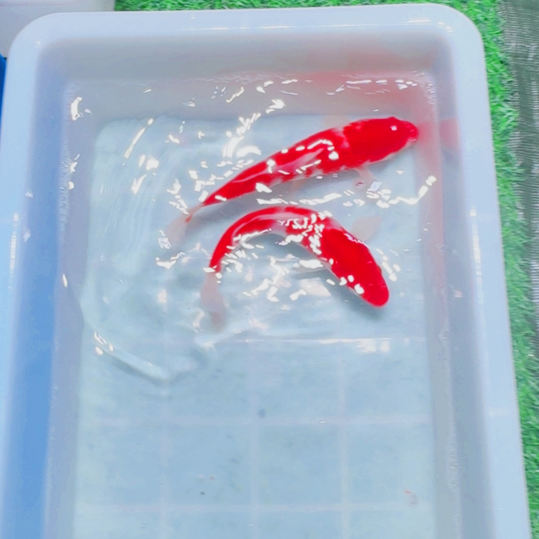 锦鲤血统锦鲤大放漏666