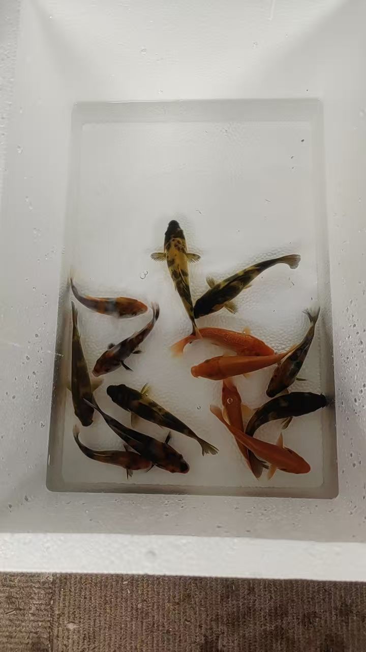 锦鲤补差价专用勿拍