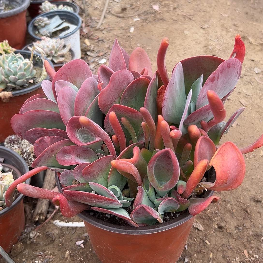 多肉植物多肉植物