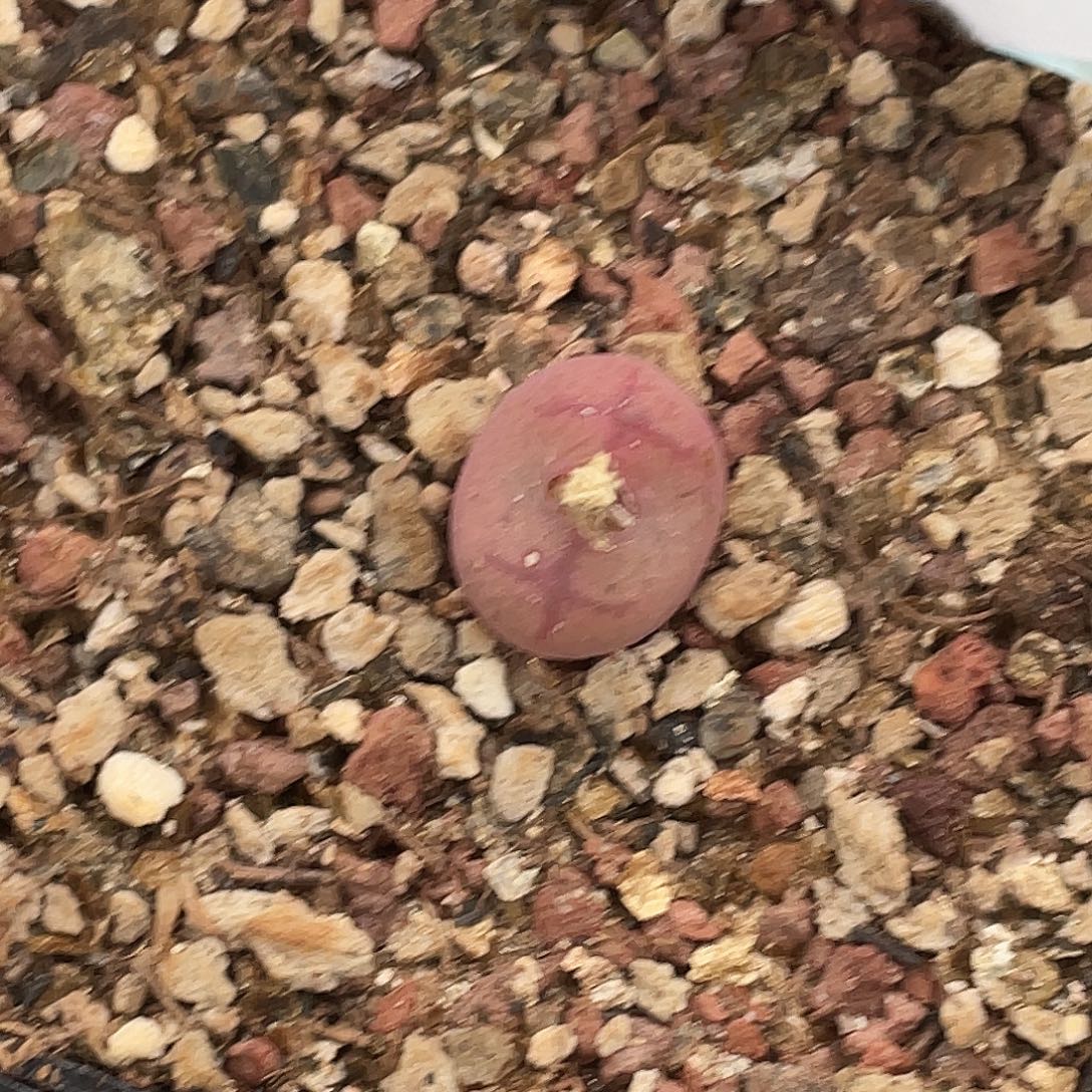 可***你11-145肉锥多肉植物