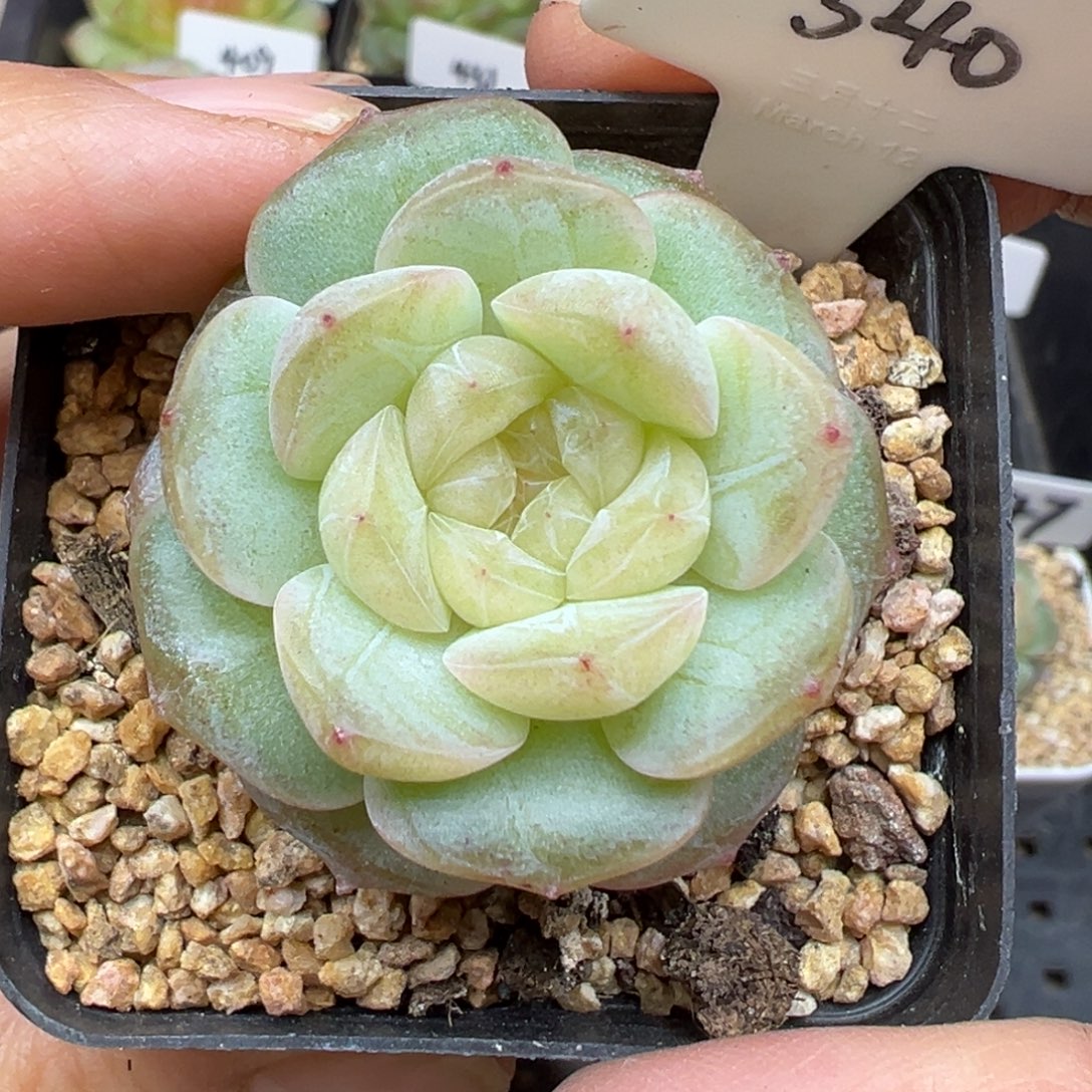 540号星月风花雪月系列
