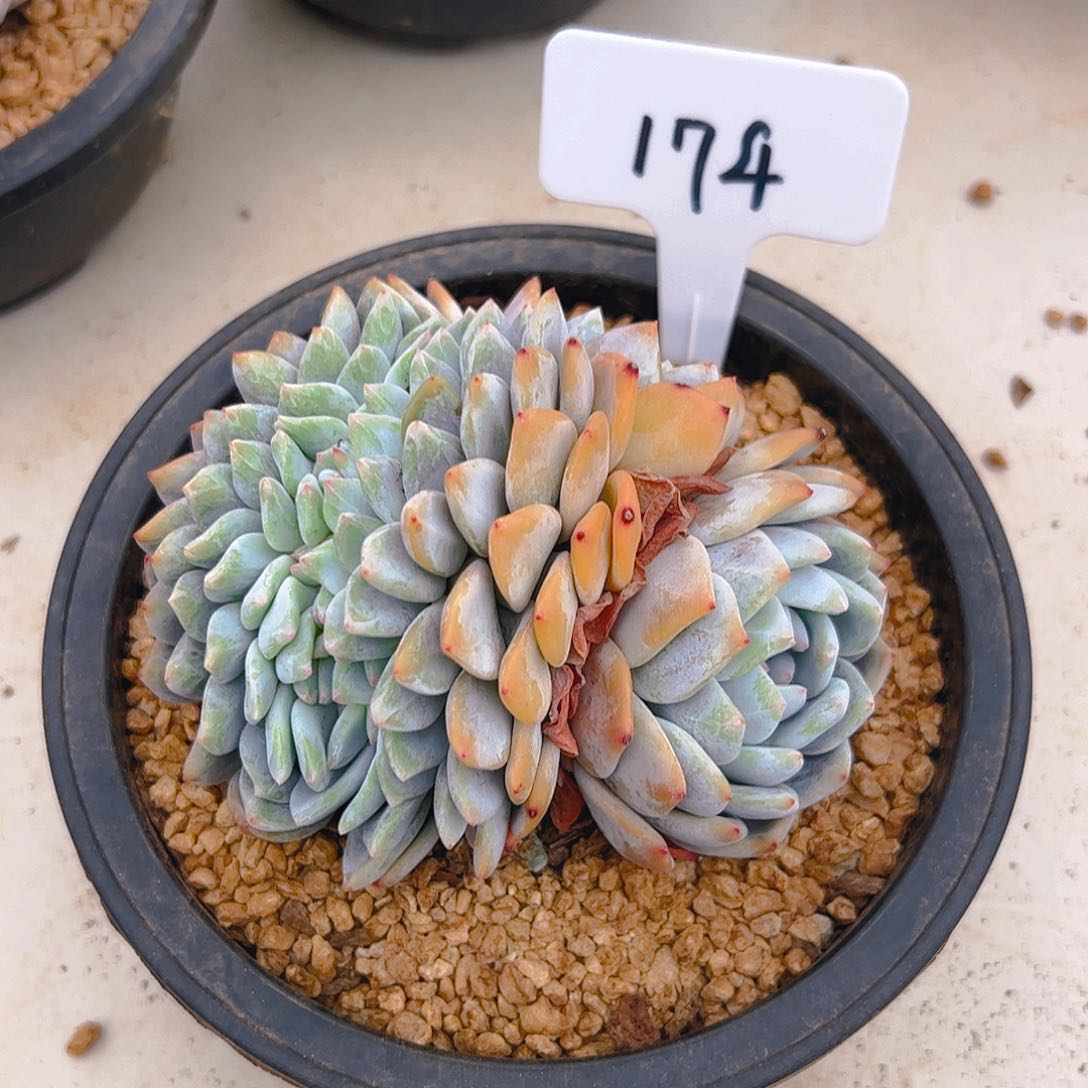 星影缀174号一物一拍